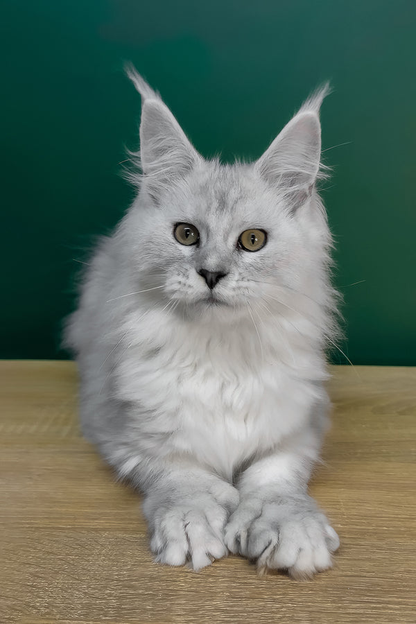 Lambada | Polydactyl Maine Coon Kitten