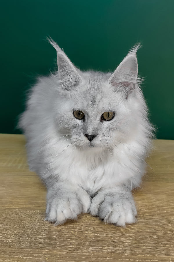 Lambada | Polydactyl Maine Coon Kitten