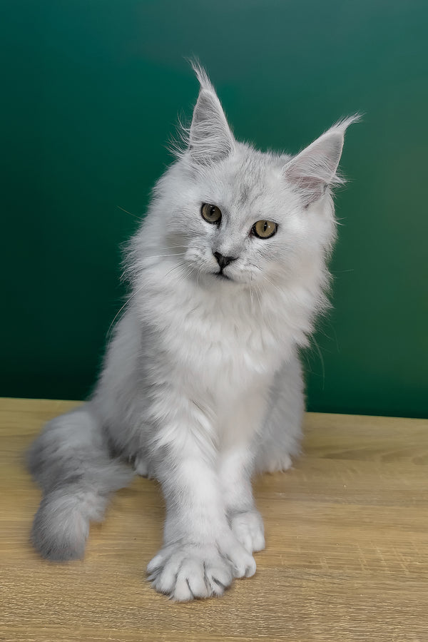 Lambada | Polydactyl Maine Coon Kitten