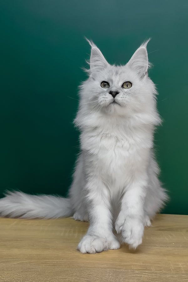 Lambada | Polydactyl Maine Coon Kitten