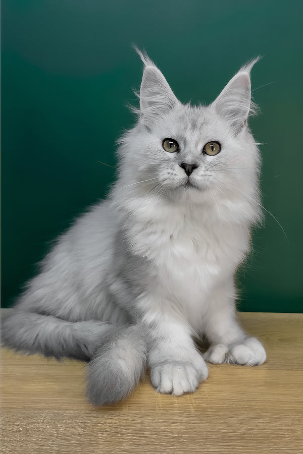 Lambada | Polydactyl Maine Coon Kitten