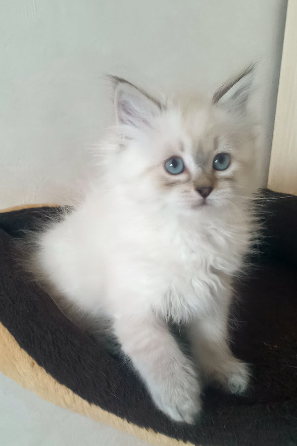 Larion | Siberian Kitten