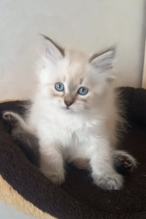 Larion | Siberian Kitten