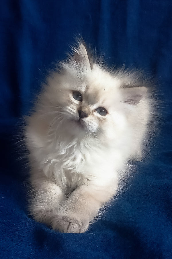 Larion | Siberian Kitten