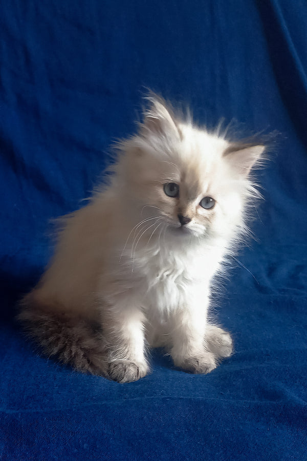 Larion | Siberian Kitten