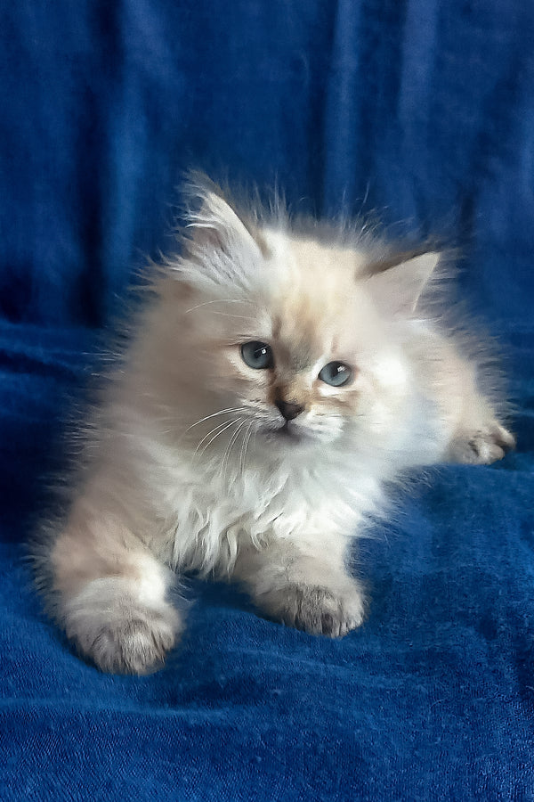 Larion | Siberian Kitten