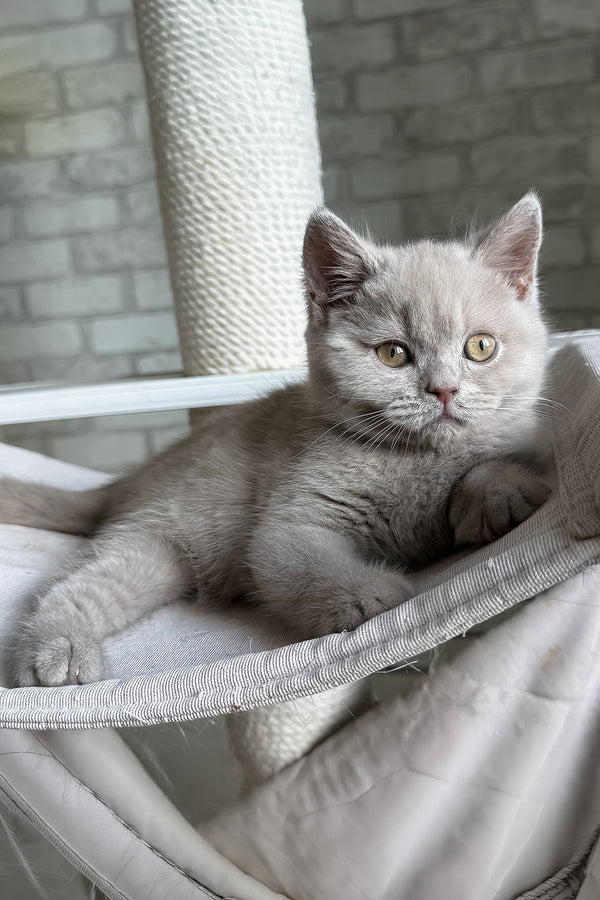 Larry | British Shorthair Kitten