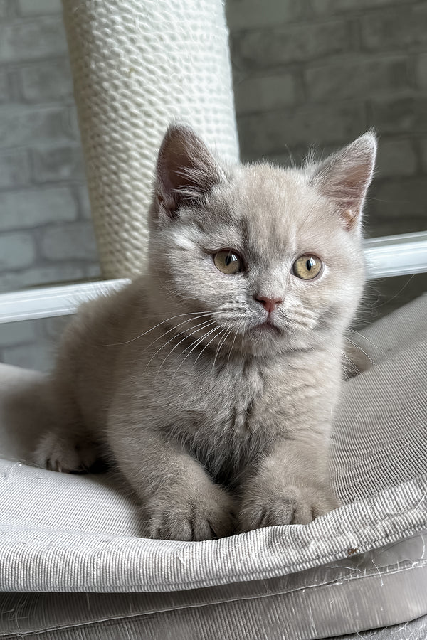 Larry | British Shorthair Kitten