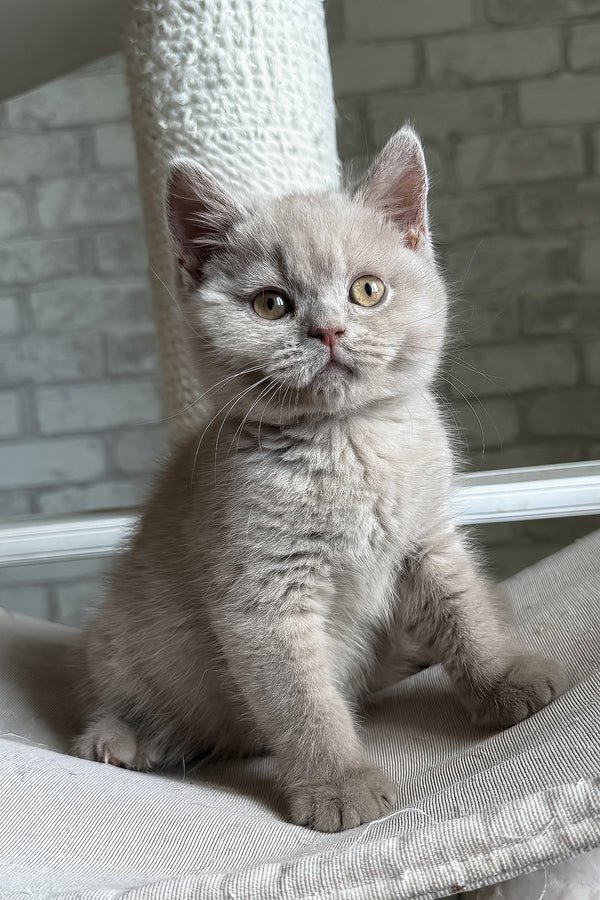 Larry | British Shorthair Kitten