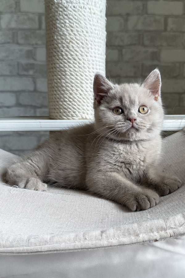 Larry | British Shorthair Kitten