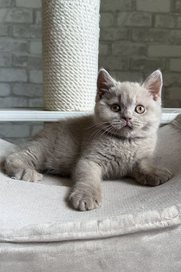 Larry | British Shorthair Kitten