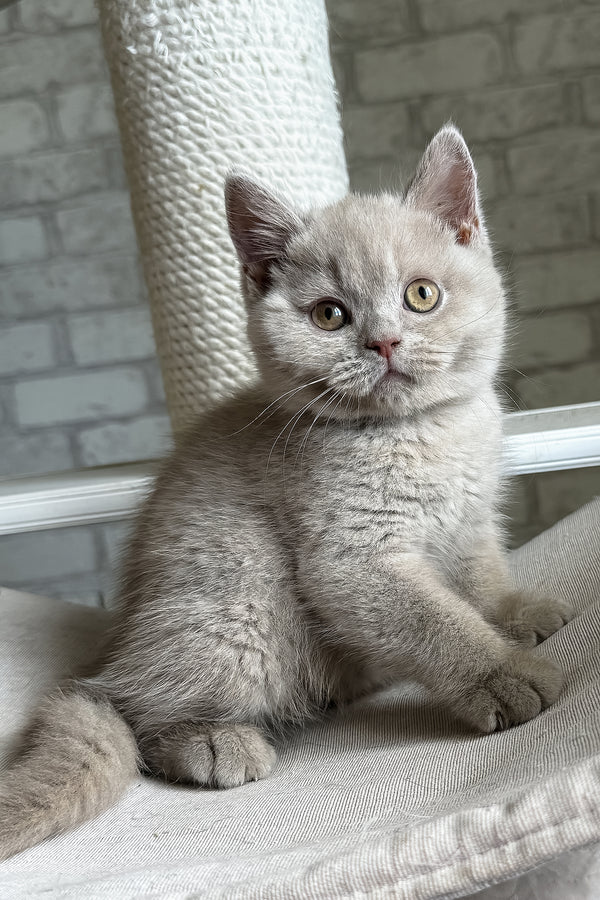 Larry | British Shorthair Kitten