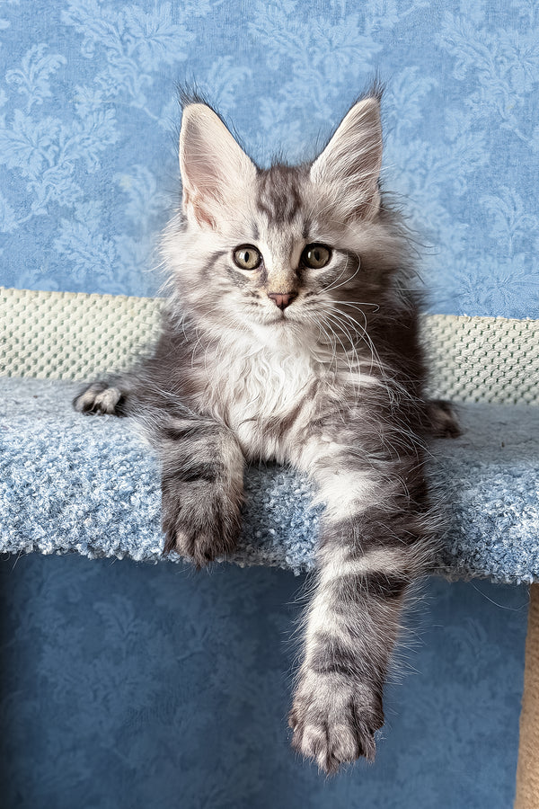 Lars | Maine Coon Kitten