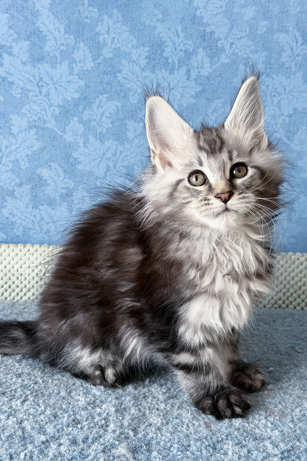 Lars | Maine Coon Kitten