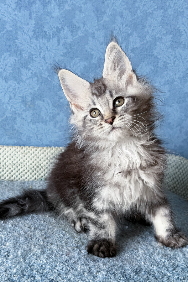 Lars | Maine Coon Kitten