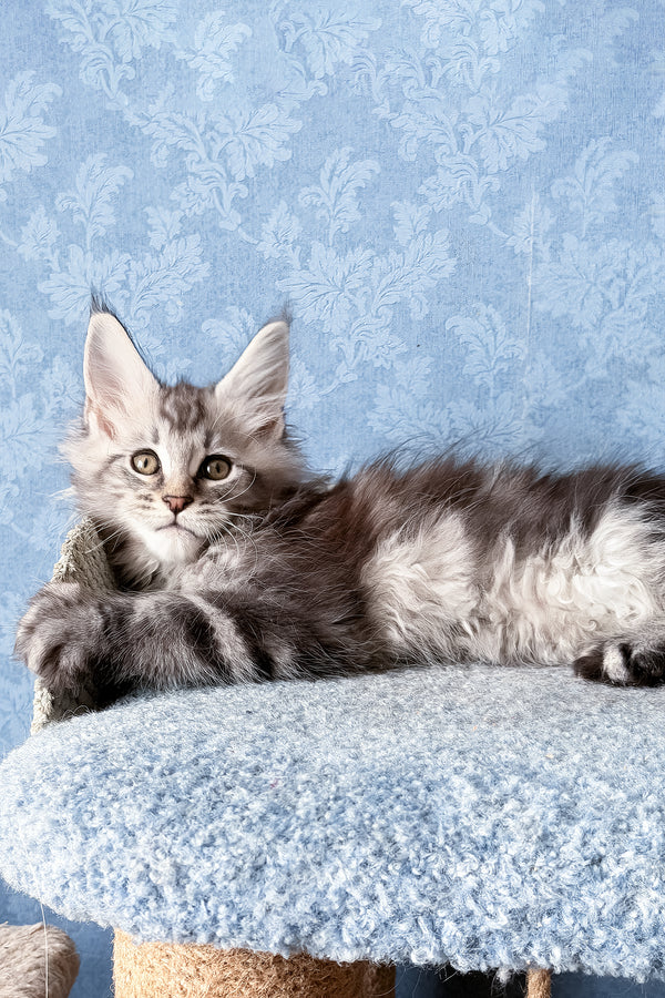 Lars | Maine Coon Kitten