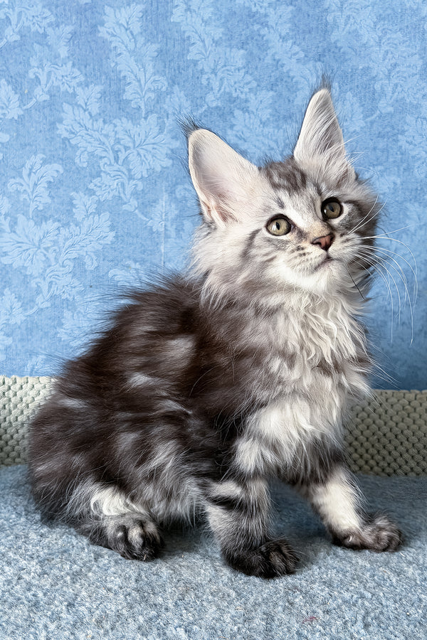 Lars | Maine Coon Kitten