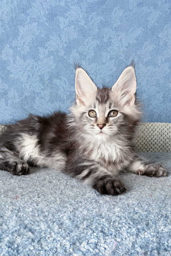 Lars | Maine Coon Kitten
