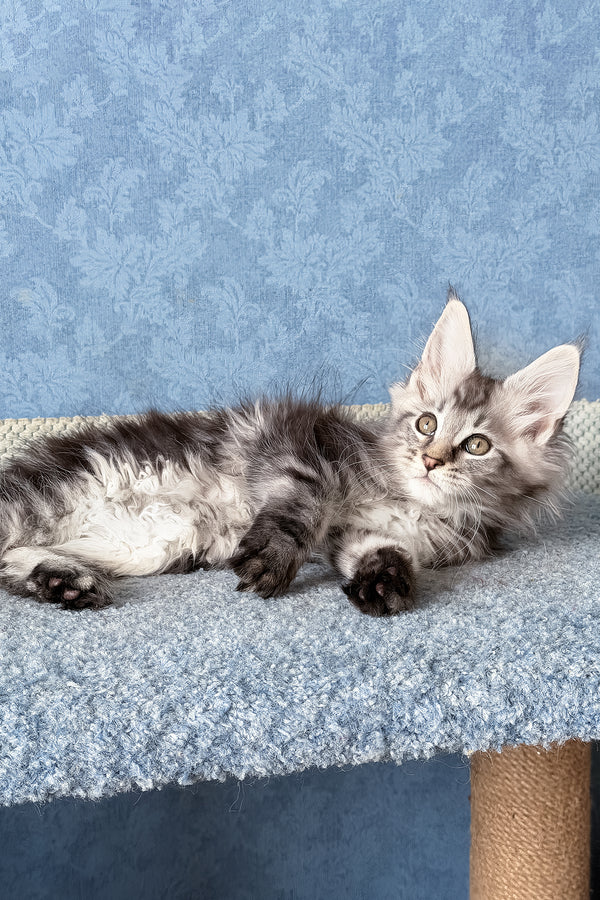 Lars | Maine Coon Kitten