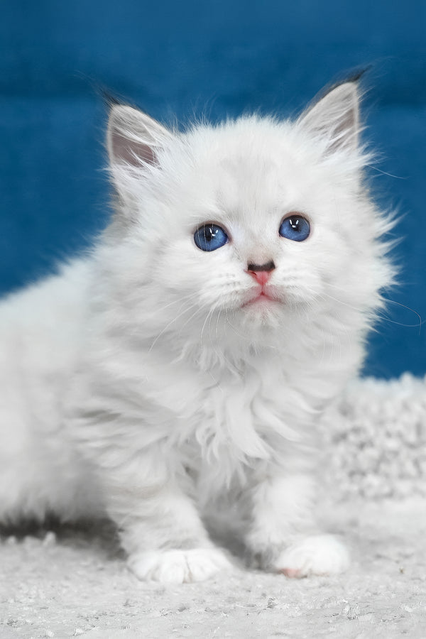 Laska | Siberian Kitten