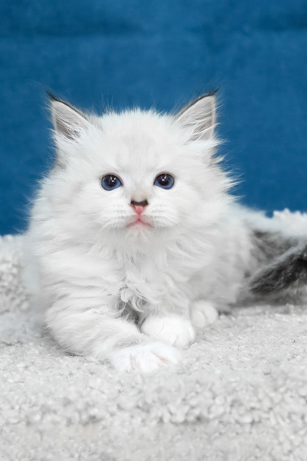 Laska | Siberian Kitten