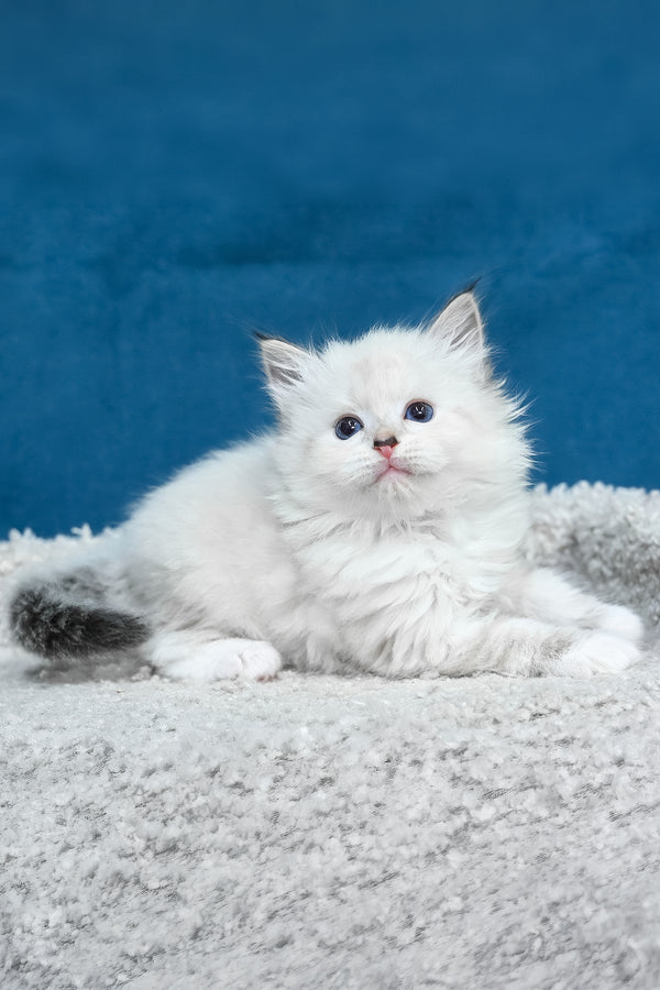 Laska | Siberian Kitten
