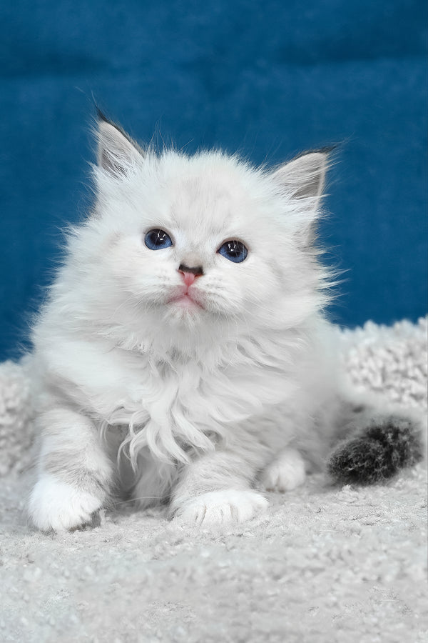 Laska | Siberian Kitten