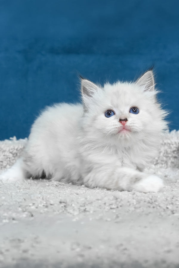 Laska | Siberian Kitten