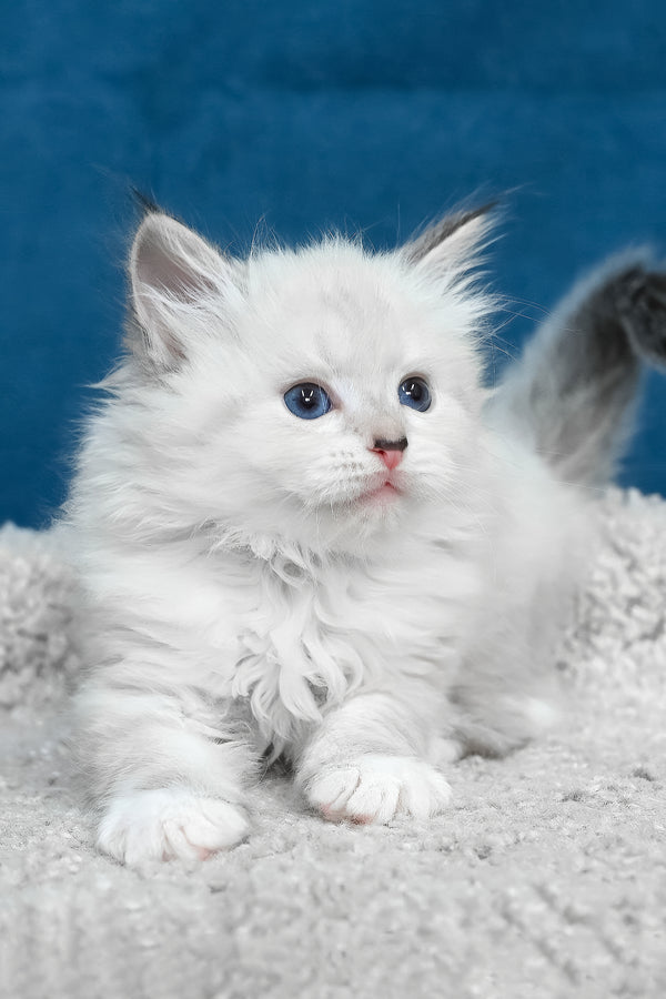 Laska | Siberian Kitten