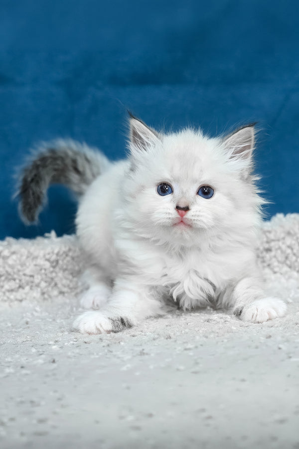 Laska | Siberian Kitten