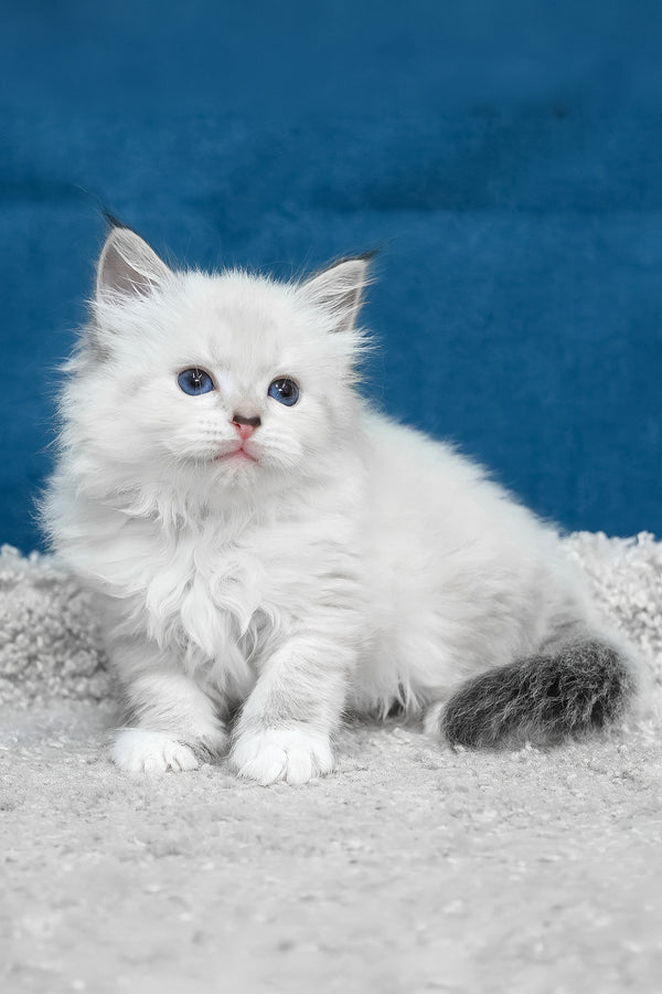 Laska | Siberian Kitten