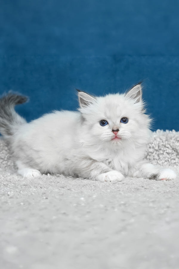 Laska | Siberian Kitten