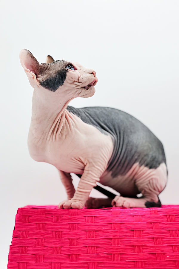 Lea | Elf Sphynx Kitten