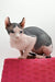Lea | Elf Sphynx Kitten