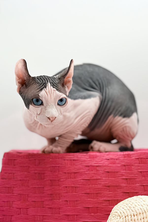 Lea | Elf Sphynx Kitten
