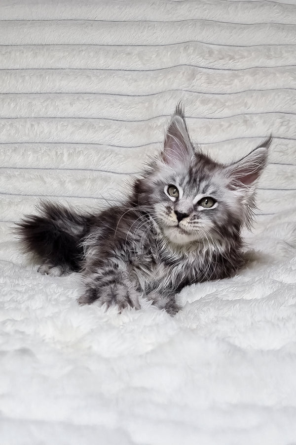 Lena | Maine Coon Kitten