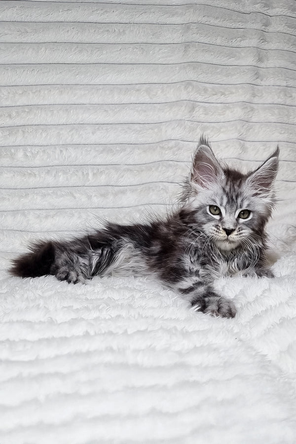 Lena | Maine Coon Kitten