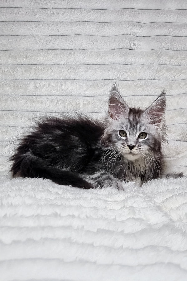Lena | Maine Coon Kitten