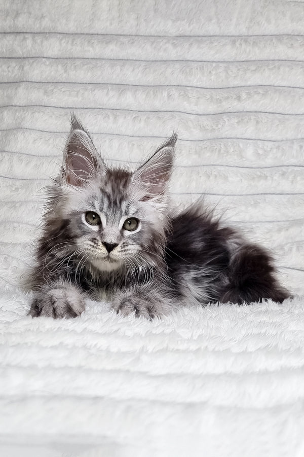 Lena | Maine Coon Kitten