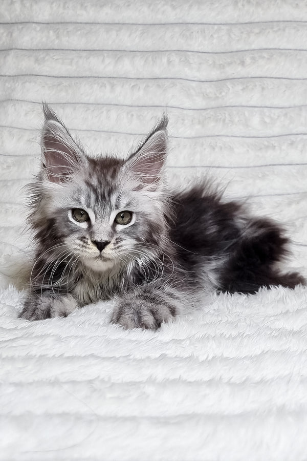 Lena | Maine Coon Kitten