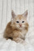 Leo | Maine Coon Kitten