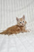 Leo | Maine Coon Kitten