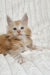 Leo | Maine Coon Kitten