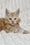 Leo | Maine Coon Kitten