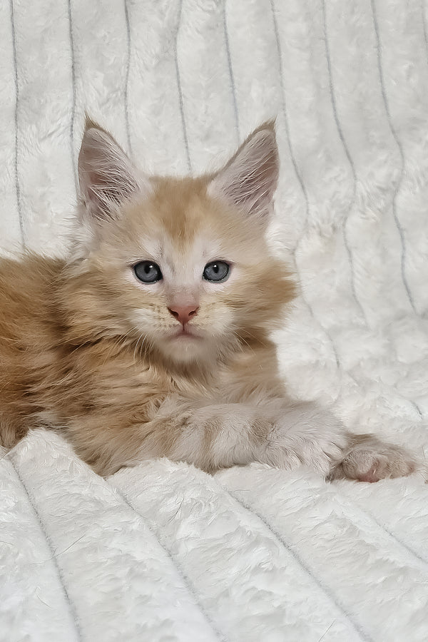 Leo | Maine Coon Kitten
