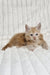 Leo | Maine Coon Kitten