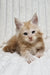 Leo | Maine Coon Kitten