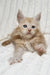 Leo | Maine Coon Kitten