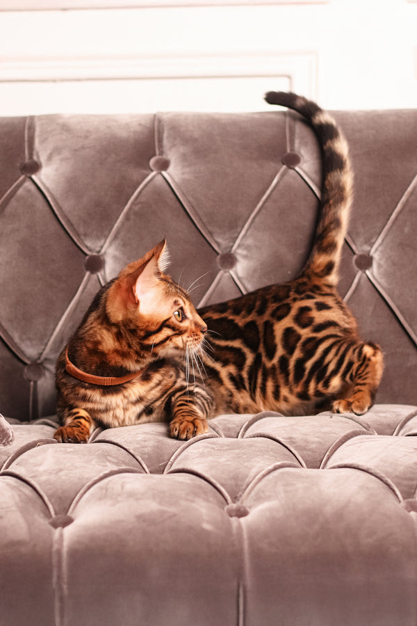 Leon | Bengal Kitten