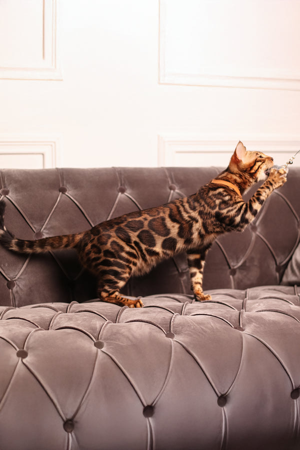Leon | Bengal Kitten
